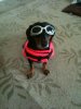 Winston ready for the Beach 2- STK.jpg